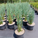 Borievka viržínska (Juniperus virginiana) ´BLUE ARROW´ – výška 50-70 cm, kont. C3L 